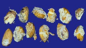 Why Almond Growers Should Never Skimp on Pest Control