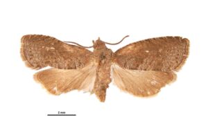 Oriental Fruit Moth Lands In Hot Water — And It’s a Good Thing