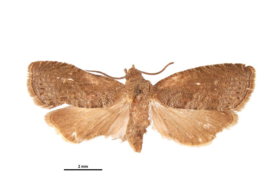 Oriental fruit moth in detail