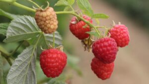 Fruit and Nut Nurseries Showcase Some of Their Latest and Greatest Varieties