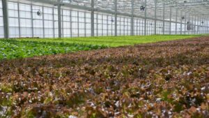 25 Years of Project GREEEN’s Growth in Controlled Environment Agriculture