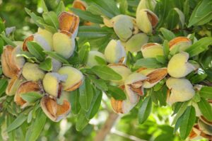 Shasta Brand (Burchell Nursery, Inc.)