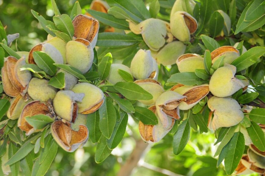 Shasta Brand (Burchell Nursery, Inc.)