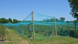 Birds Got Your Berries? Ways To Ground The Threat