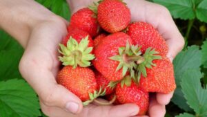 Unique Soil Treatment Technique Boosting Organic Strawberry Yields