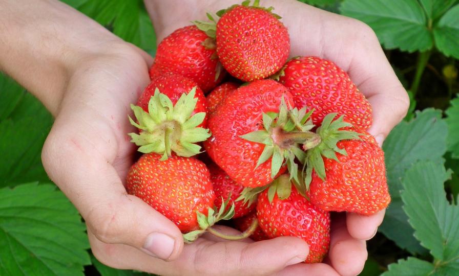 Scientists Trace Complex and Juicy History of the Strawberry