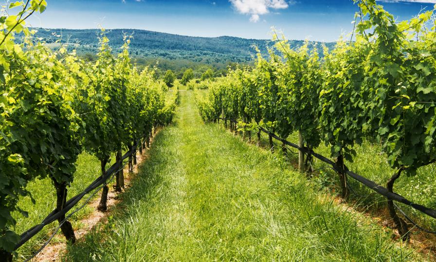 What Will the 2025 Grape Production Forecast Look Like? USDA Needs Your Help
