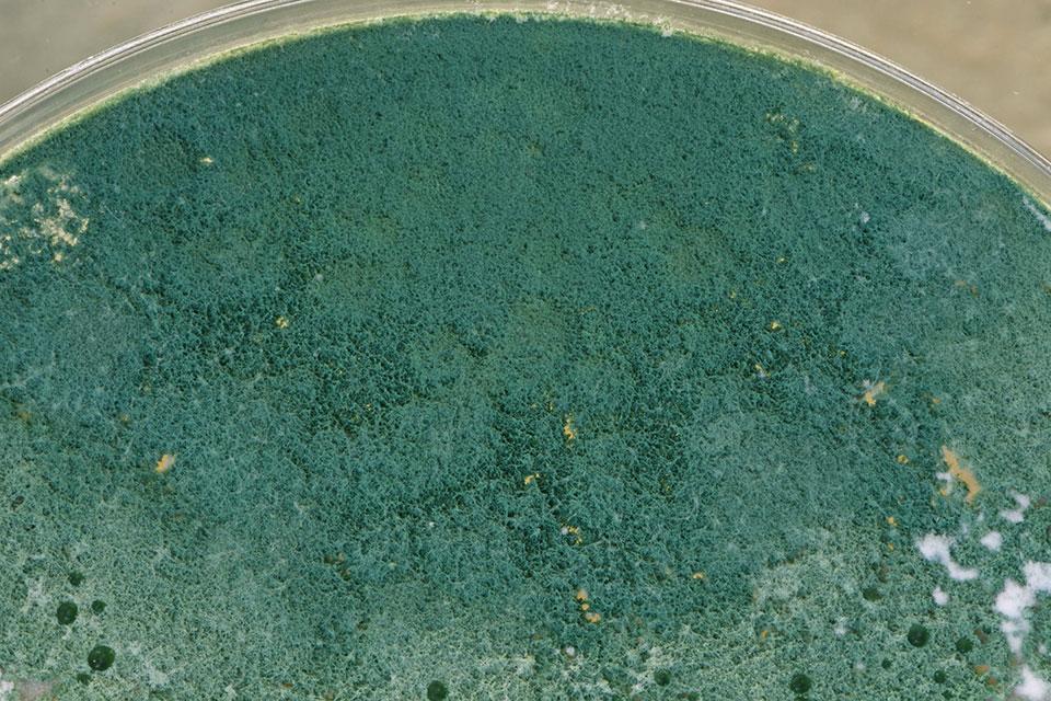 Trichoderma colony fungus