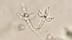 Criteria for Successful Biocontrol Candidates on the Farm