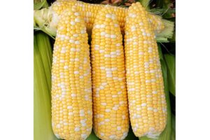 Venture MXR (Illinois Foundation Seed Inc. (IFSI), Stokes Seeds Inc.)