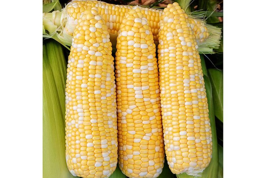 Venture MXR (Illinois Foundation Seed Inc. (IFSI), Stokes Seeds Inc.)
