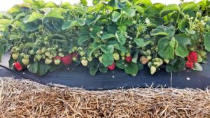 4 Emerging Strawberry Cultivars That Have Bright Futures