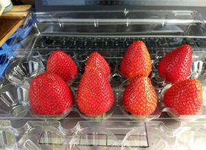 Lumina (postharvest)