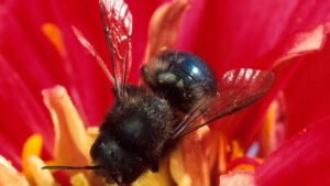 New Study Uncovers More About the Blue Orchard Bee