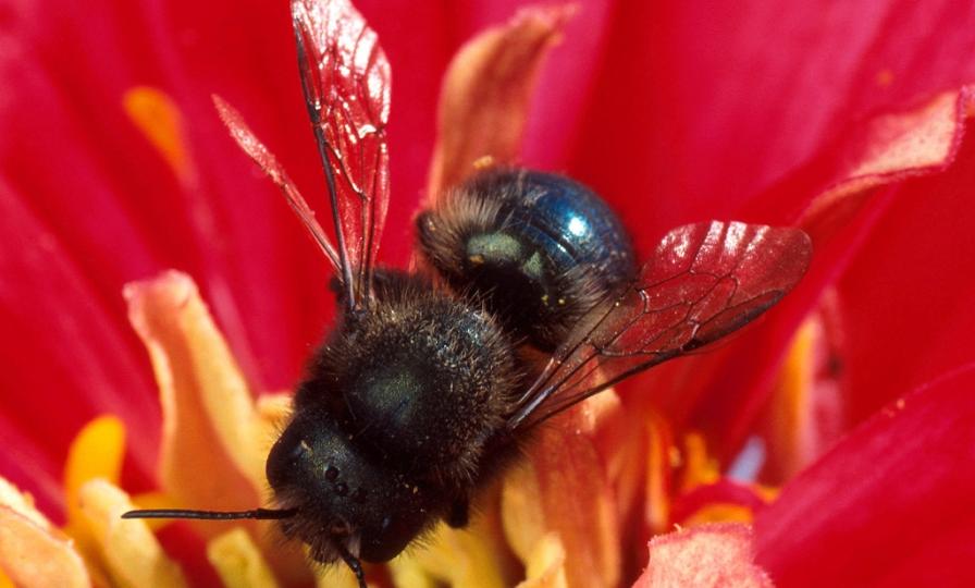 New Study Uncovers More About the Blue Orchard Bee