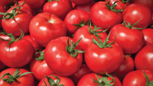 Protect Fruiting Vegetables With a Proven Nematicide You Can Count On