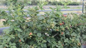 A Better Blackberry? Scientists Find Clues To Grow On