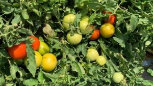 New Tomatoes for Machine Harvest Could Be Game Changer