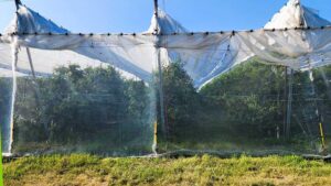 Netting Proves Effective in Putting Cherry Pests in Their Place