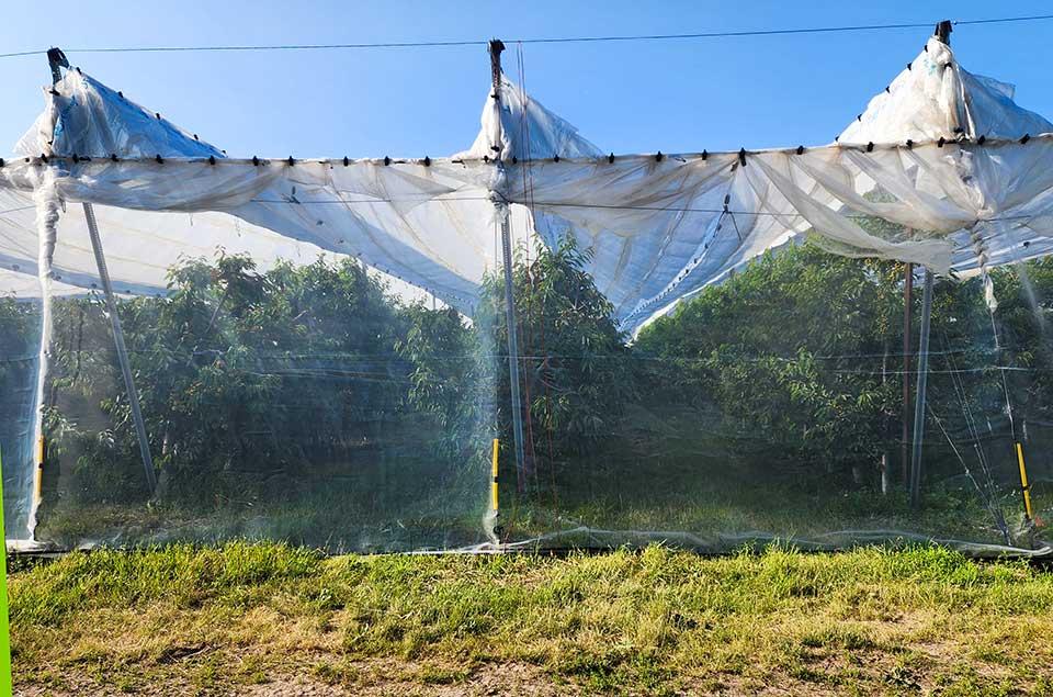 Netting Proves Effective in Putting Cherry Pests in Their Place