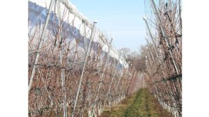 Orchard Covers Work To Keep out Rain and Prevent Disease