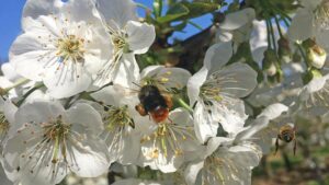 Wild Bees Setting Good Example for Pollination of Sweet Cherries