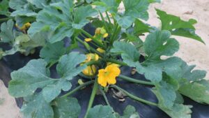 Squash Growers Weigh in on Current State of the Crop