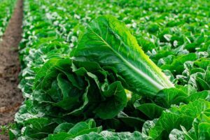 Bluerock (Vilmorin-Mikado USA, Gowan Seed Company)