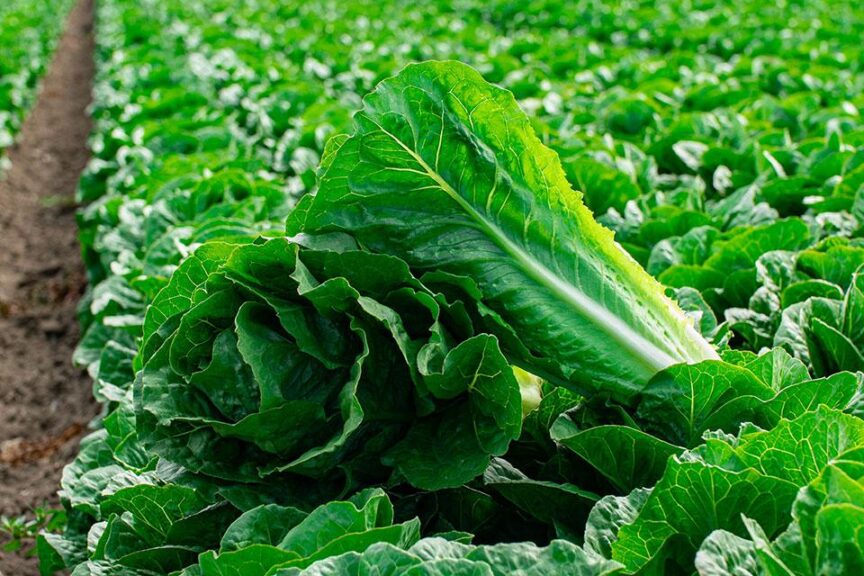 Bluerock (Vilmorin-Mikado USA, Gowan Seed Company)
