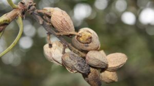 Pistachio Growers on High Alert for Botryosphaeria Disease