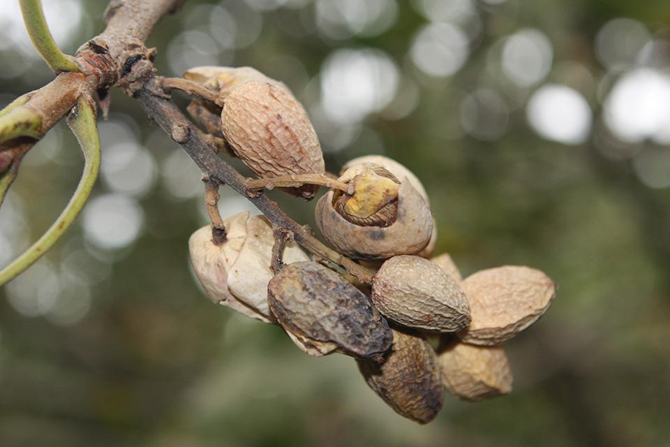Botryosphaeria panicle shoot blight on pistachio