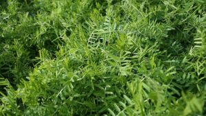 Choose Cover Crops That Suppress Pathogens in Your Vegetable Plantings