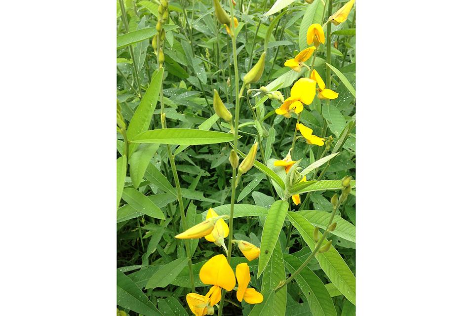 Sunnhemp cover crop
