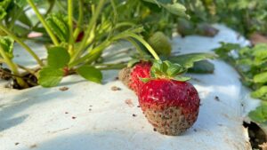 Promising Research of Biopesticide Integration in Small Fruit