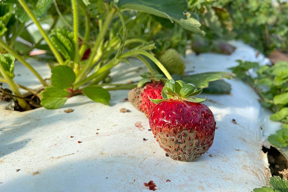 Promising Research of Biopesticide Integration in Small Fruit