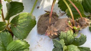 Botrytis Resistance a Growing Challenge in Strawberries