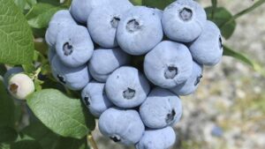 Variety Spotlight on Two New Blueberries for Growers
