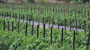 Impacts of La Nina, Changing Weather Patterns May Increase Nematode Populations