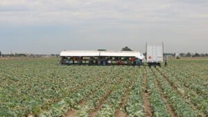Analyzing Big Data on What’s Happening in the Vegetable Industry