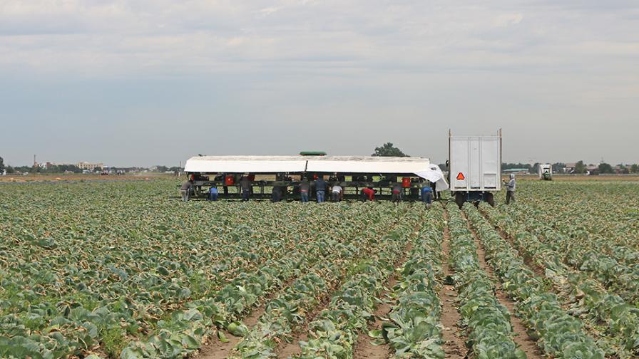 Petrocco Farms in the field