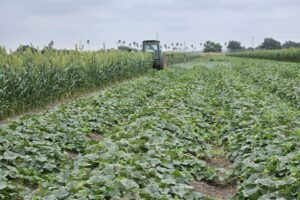 Sorghum windbreak is flexible enough for tractor passes