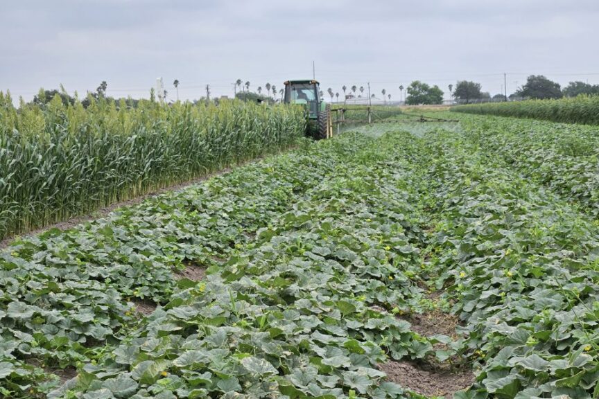 Sorghum windbreak is flexible enough for tractor passes