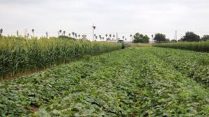 Wanting Windbreaks for Your Melons? Check Out 3 Options