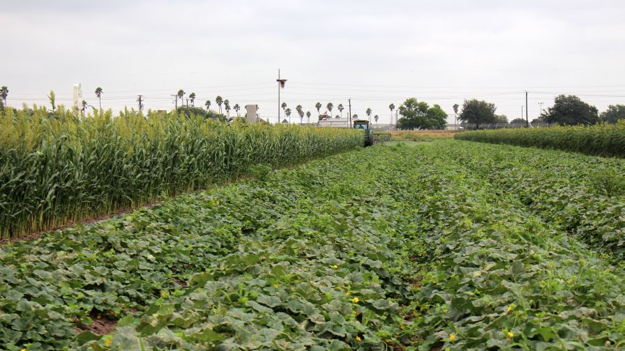 Wanting Windbreaks for Your Melons? Check Out 3 Options