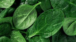 Working To Protect Spinach Against New Strain of Downy Mildew