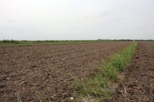 Sugarcane windbreak 