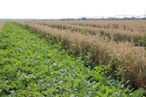 Wheat with shorter widths