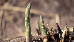Get a Better Handle on Weed Management in Asparagus Crops