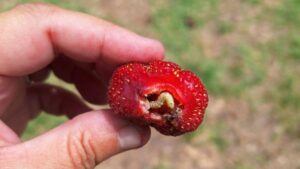 Mid-Atlantic Strawberry Growers Under Unusual Pressure From 2 Pests