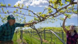 Kiwiberry Breeding Scientist Earns Innovator of the Year Award